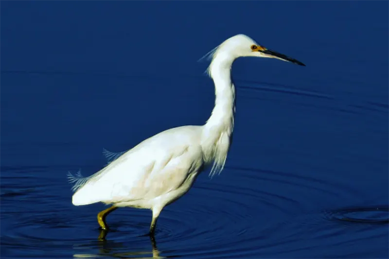 AVES